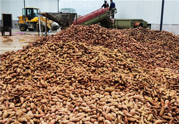 紅薯原料 紅薯原料