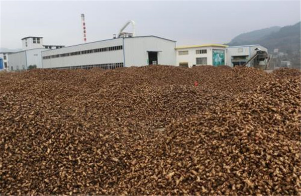 標(biāo)準(zhǔn)型芭蕉芋淀粉生產(chǎn)線 標(biāo)準(zhǔn)型芭蕉芋淀粉生產(chǎn)線