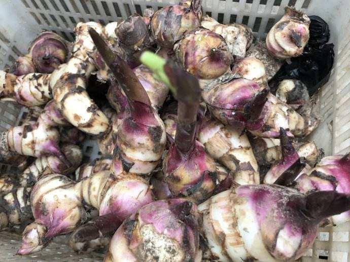 簡易型芭蕉芋淀粉加工設(shè)備 簡易型芭蕉芋淀粉加工設(shè)備