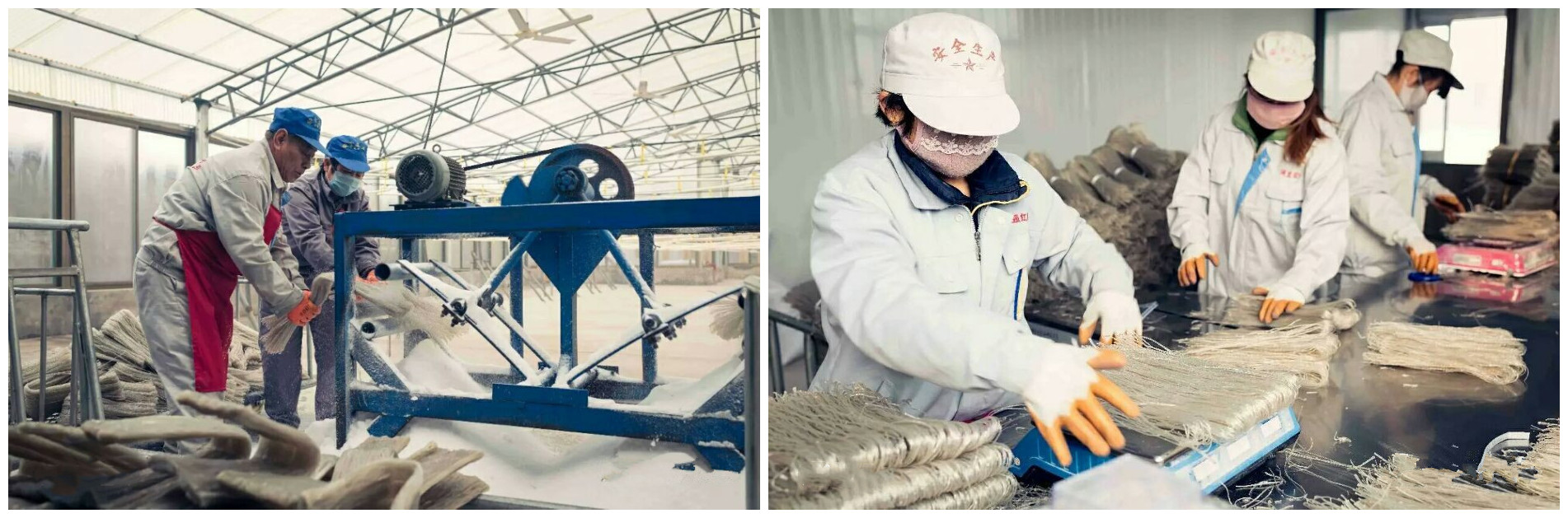 紅薯粉條機--切割包裝 紅薯粉條機--切割包裝