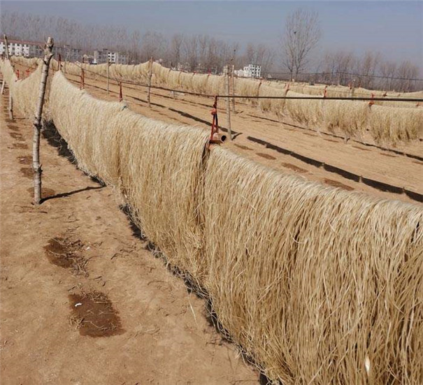 紅薯粉條機(jī)加工--掛粉晾曬 紅薯粉條機(jī)加工--掛粉晾曬