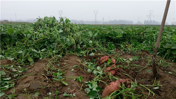 高溫多雨季節(jié)，紅薯種植怎樣才能高產(chǎn)？生長中期一定做好這5點