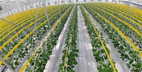 紅薯種植加工業(yè)如何搭上鄉(xiāng)村振興政策的便車 紅薯種植加工業(yè)如何搭上鄉(xiāng)村振興政策的便車