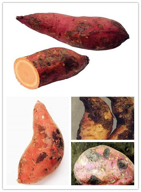 腐爛紅薯.jpg